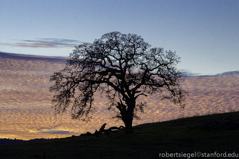 tree at sunset